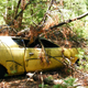 Illustration for article titled Massive Secret Mustang Junkyard Found In Rhode Island Forest